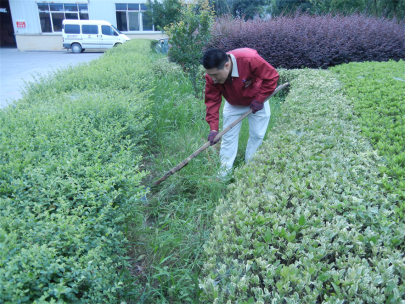 “美化公司、去除雜草、清理死角”------記黨員月主題活動